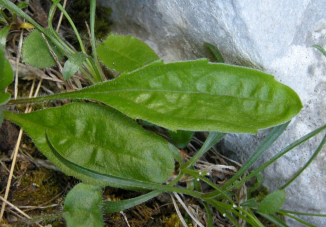 Bellidiastrum michelii (=Aster bellidiastrum)